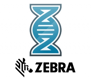 Zebra DNA